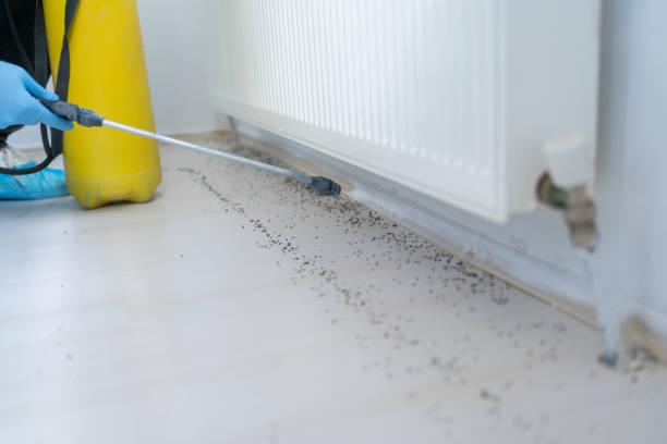 Best Spider Control Near Me  in Tangerine, FL